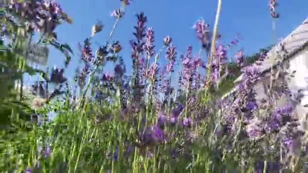 Flores Bonitas Jardim — Vídeo de Stock