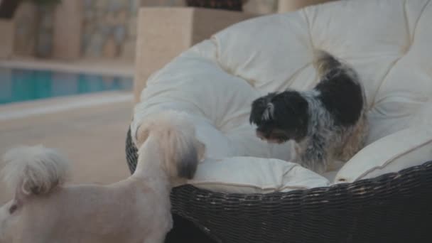 Schattig Hond Slapen Het Bed — Stockvideo