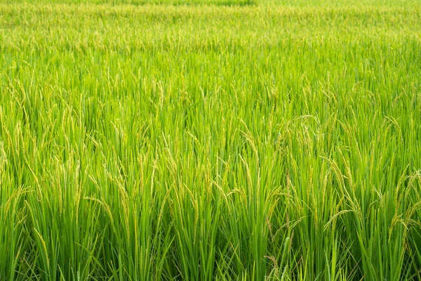 Tiro Perto Grama Fresca Campo — Fotografia de Stock