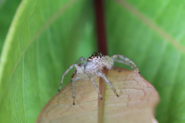 Een Close Shot Van Een Orb Weaver Spin Een Blad — Stockfoto