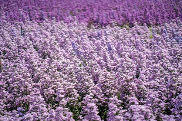 Uma Visão Cênica Flores Margaret Roxo Florescendo Ótimo Para Papel — Fotografia de Stock