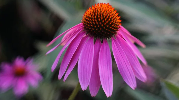 Een Paarse Coneflower Volle Bloei — Stockfoto