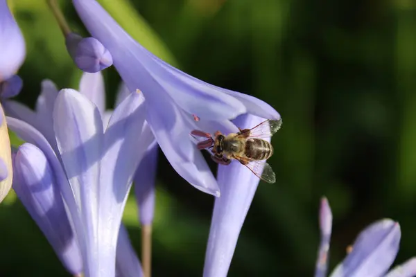 Een Closeup Shot Van Een Hommel Een Purpere Bloem — Stockfoto