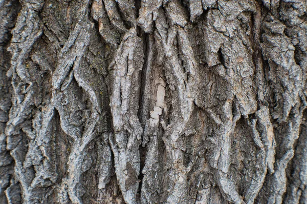 Closeup Shot Tree Trunk — Stock Photo, Image