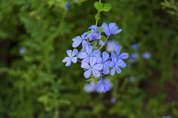 Toppbild Vackra Vilda Blå Flox Blommor Utomhus — Stockfoto