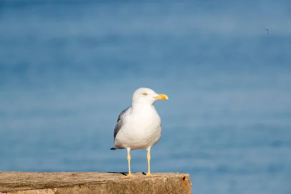 Selective Focus Shot Perched Seagull — Stock Photo, Image