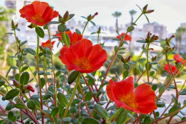 晴れた日には長い茎の美しいエイブンスの花や芽のクローズアップショット — ストック写真