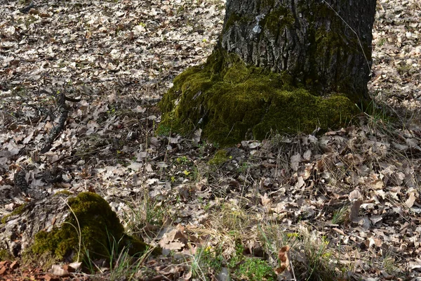 Detailní Pohled Kmen Stromu Pokrytý Mechem Blízkosti Země Lese — Stock fotografie