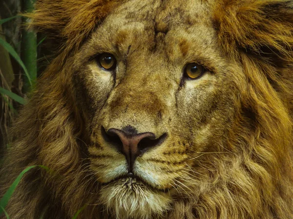 Gentle Lion Looking Ahead Sweet Gaze Thick Forest — Stock Photo, Image