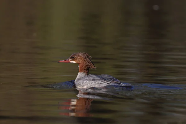 Красногрудая Птица Мергансер Плавающая Озере — стоковое фото