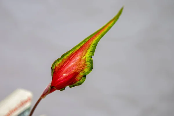 Вибірковий Фокус Яскравої Квітки — стокове фото