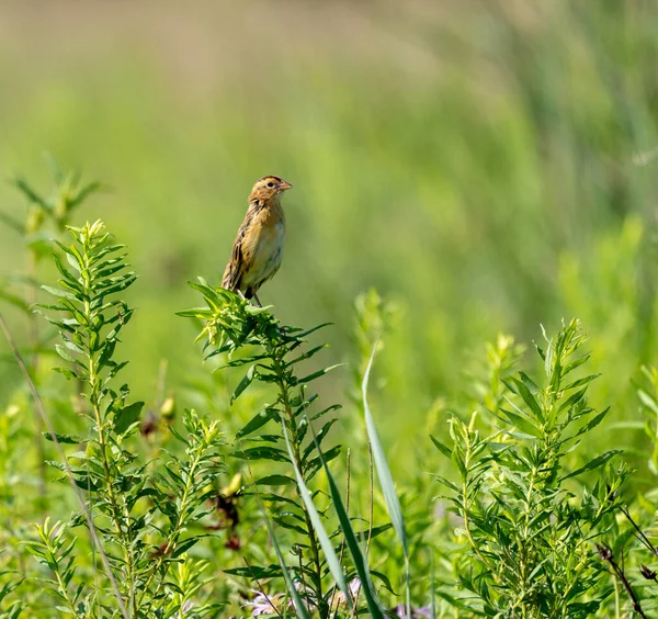 Common Reed Bunting Standing Green Bush — Stock Photo, Image