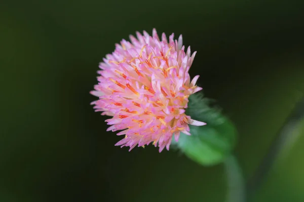 Een Close Shot Van Een Roze Astra Bloem — Stockfoto