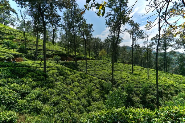 Una Vista Naturale Dei Campi Nuwara Elia Sri Lanka Cielo — Foto Stock