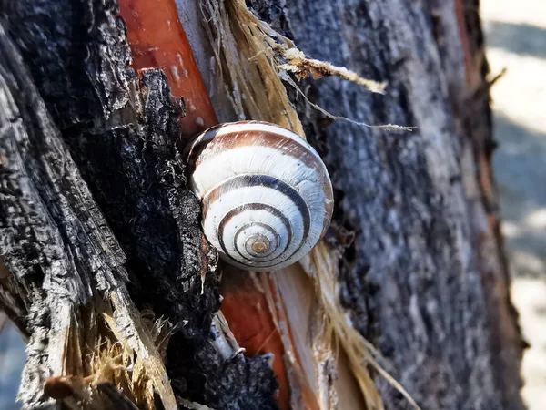 Tiro Close Caracol Subindo Uma Prancha — Fotografia de Stock