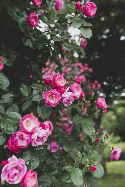 一束粉红色的野玫瑰在阳光下在灌木丛中的垂直拍 — 图库照片