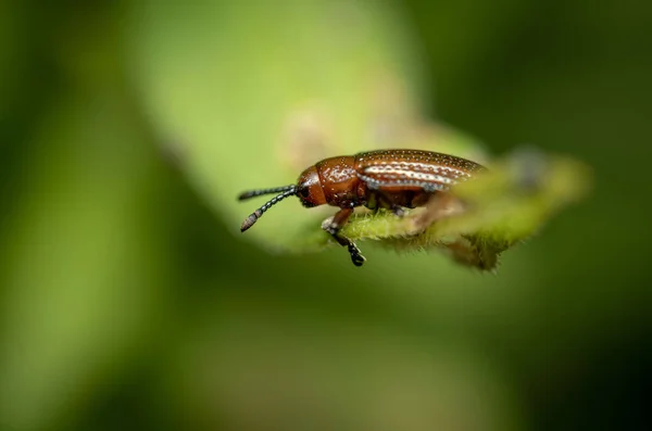 绿色植物上线虫 点击甲虫 的宏图 — 图库照片