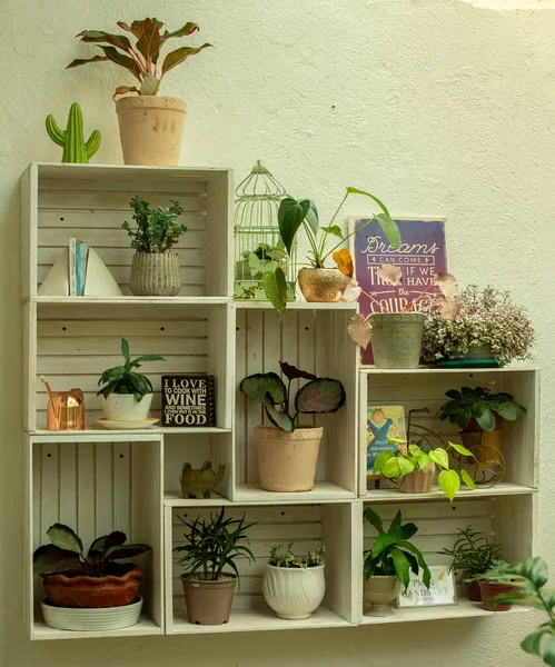 Tiro Vertical Várias Plantas Sala Diferentes Vasos — Fotografia de Stock