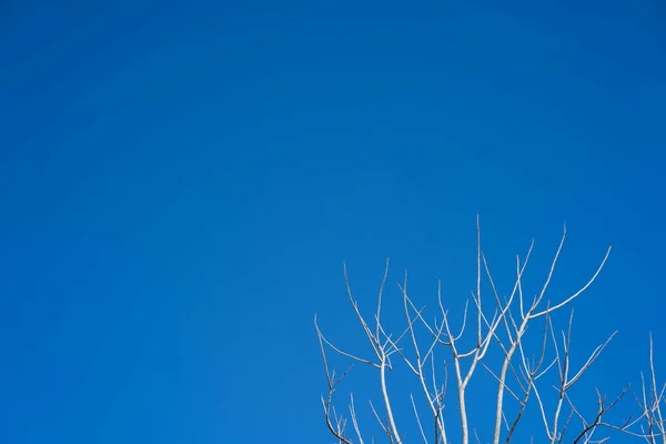 青空と木の枝の景色 — ストック写真