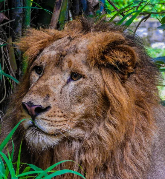緑の草と葉に囲まれた動物園の地面にひっそりと佇む雄大なライオン — ストック写真