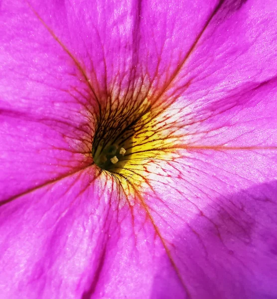 Güneş Işığının Altında Pembe Bir Çiçeğin Yakın Çekimi — Stok fotoğraf