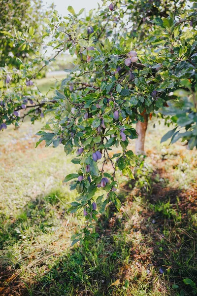 Plano Vertical Ciruelas Maduras Sobre Ramas Árboles — Foto de Stock