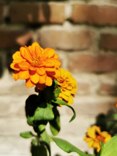 Vertikal Närbild Skott Orange Blommor Mot Suddig Vägg — Stockfoto