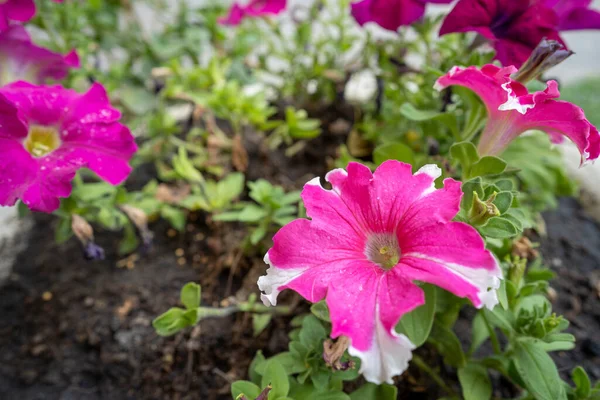 Gros Plan Beaux Pétunias Blanc Rose — Photo