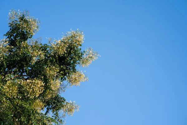 배경에 나뭇잎이 나무의 — 스톡 사진