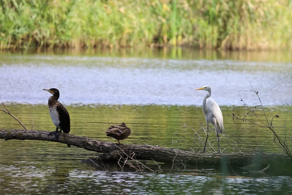 Bando Ciconiiformes Empoleirados Pela Lagoa — Fotografia de Stock