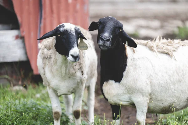 Zwei Schafe Weiden Auf Der Weide Eines Bauernhofs — Stockfoto