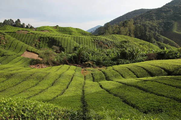 Malezya Daki Çay Çiftliği Cameron Highlands — Stok fotoğraf