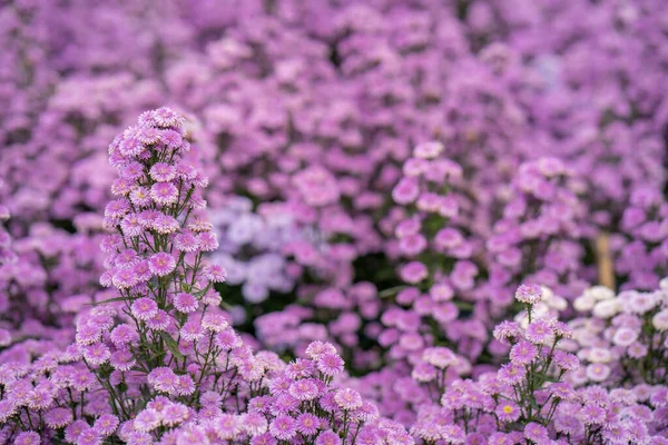 Zbliżenie Strzał Purpurowy Krzaczasty Aster Kwiaty Dorastające Polu — Zdjęcie stockowe