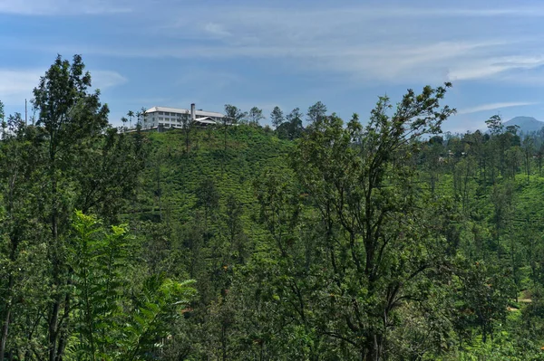 Естественный Вид Чайные Поля Нувара Элиа Шри Ланке Облачном Небе — стоковое фото