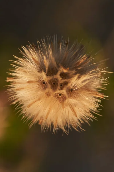 Une Vue Dessus Pissenlit Moelleux Sur Fond Flou — Photo