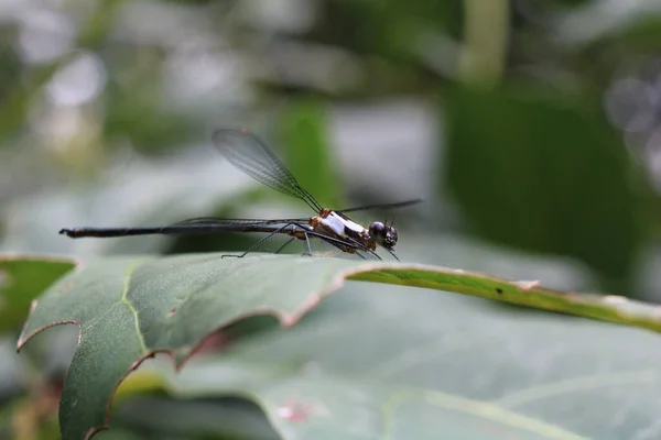 Closeup Shot Large Dragonfly Green Leaf — Stock Photo, Image