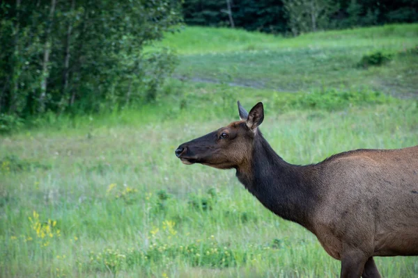 草のフィールドに立っている茶色のルーズベルトの鹿の浅いフォーカスショット — ストック写真