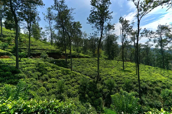 斯里兰卡乌云密布的努瓦拉埃利亚茶园自然景观 — 图库照片