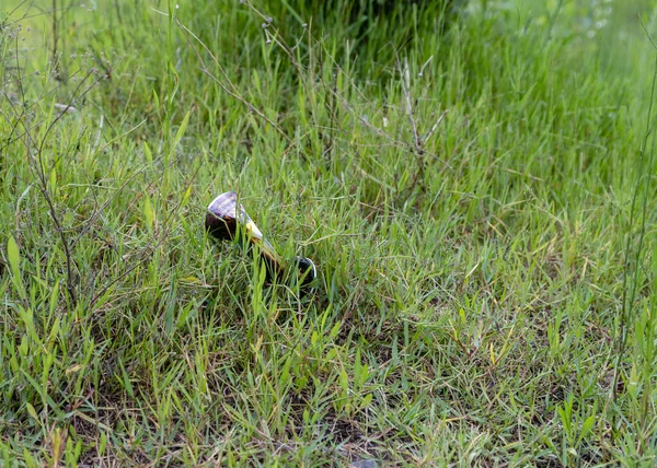 Riudecanyes Spanien Aug 2021 Närbild Skräp Utspridda Öppen Natur Riudecanyes — Stockfoto