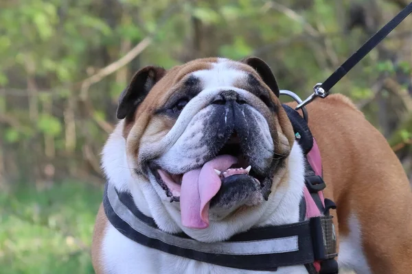 Egy Öreg Angol Bulldog Halat Fogott Egy Tóban — Stock Fotó