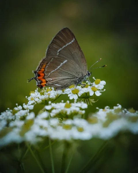 Tiro Close Vertical Bela Borboleta Uma Flor Campo — Fotografia de Stock