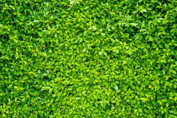 Una Pared Planta Verde Brillante — Foto de Stock