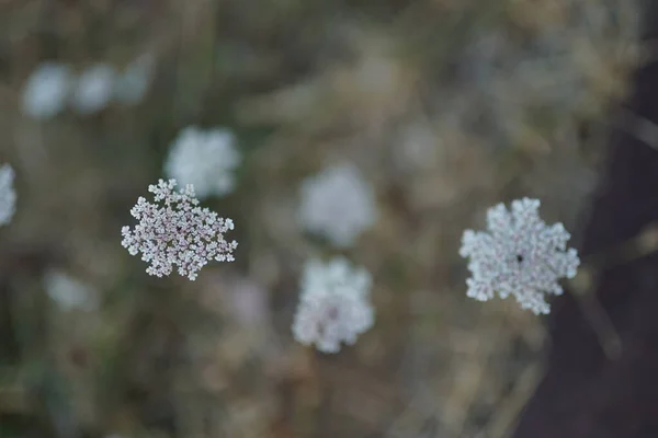 Wysoki Kąt Strzał Meadowsweet Kwiaty — Zdjęcie stockowe