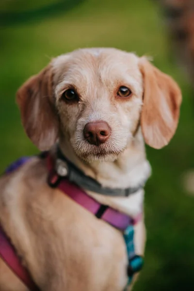 可愛いラブラドールレトリバー子犬の肖像画 — ストック写真