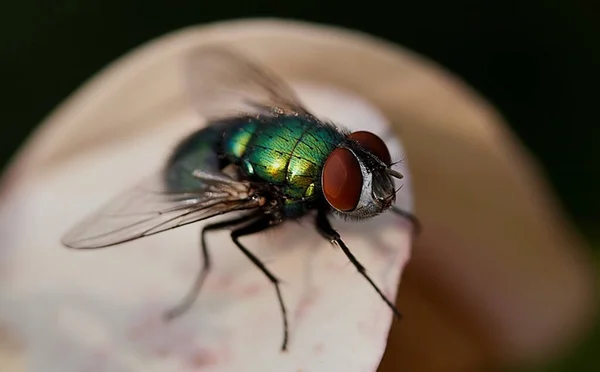 Tiro Macro Uma Mosca Diptera Uma Planta — Fotografia de Stock