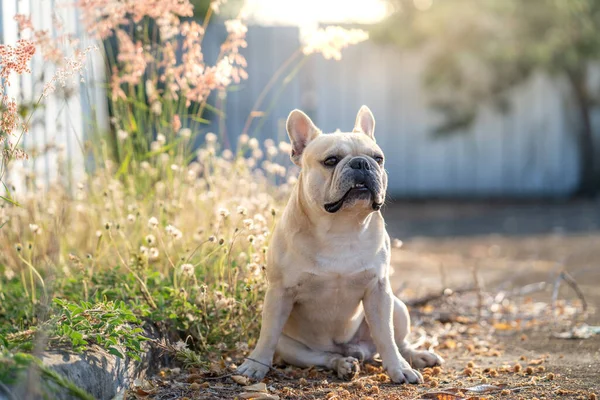 Close Shot Cute French Bulldog Sitting Grass Field — Stock Photo, Image