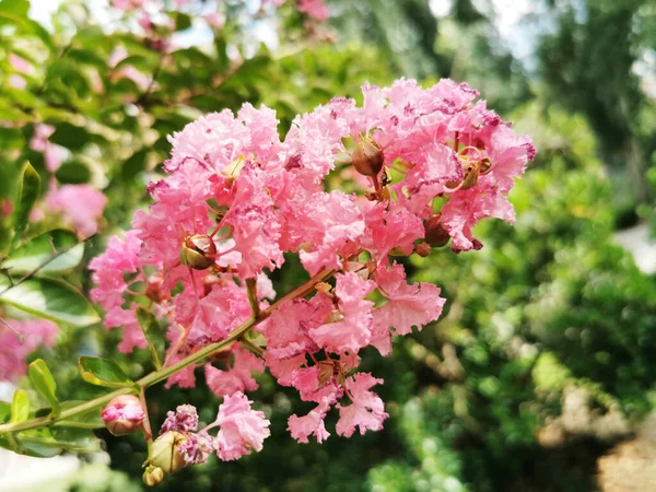 Gros Plan Fleurs Roses Dans Jardin Sous Lumière Soleil — Photo