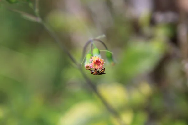 장식용 딱정벌레의 꽃봉오리 — 스톡 사진