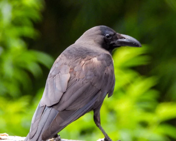 Gros Plan Corbeau Regardant Côté Dans Parc Lumineux Avec Des — Photo