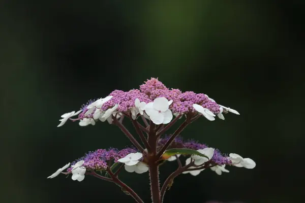 Detailní Záběr Krásné Květiny Hortenzie — Stock fotografie